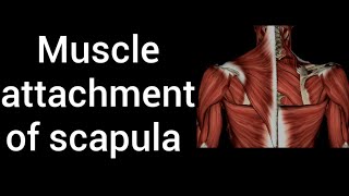 Muscle attachment of scapula [upl. by Ley]