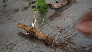 Rhizomes Explained [upl. by Chaffee]