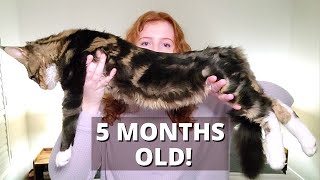 Adopting a Maine Coon Kitten  What to Expect amp Prepare for [upl. by Bary]