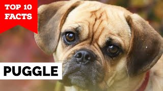 Puggle  Top 10 Facts [upl. by Zinn]