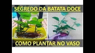 Como plantar batata doce no vaso MAIS FÁCIL DO MUNDO [upl. by Khalin491]