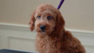 First Full Groom Cockapoo Teddy Bear Clip [upl. by Downing]