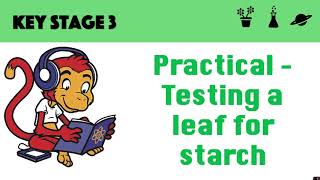 Testing a leaf for starch [upl. by Darryl434]