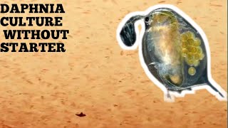 HOW TO CULTURE DAPHNIA NATURALLY WITHOUT A STARTER [upl. by Edina157]