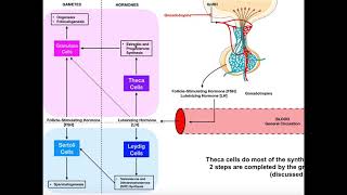 Specific Hormones  Functions of FSH and LH Gonadotropins [upl. by Buchheim361]