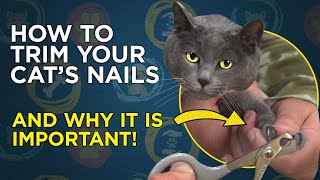 How To Trim Your Cats Nails  VetVid Cat Care Video [upl. by Arriek]