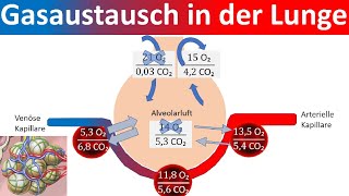 Gasaustausch in der Lunge  Äußere Atmung Biologie Oberstufe [upl. by Eenafit]