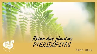 PTERIDÓFITAS  Reino das Plantas  Ensino Fundamental [upl. by Rosenwald]