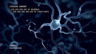 Redes 160 Cómo se conectan las neuronas  neurociencia [upl. by Eruza]