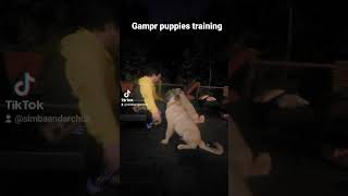 Armenian gampr puppies training [upl. by Shiri481]