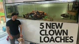 5 HUGE CLOWN LOACHES go into the 2000L MONSTER AQUARIUM [upl. by Eninnej]