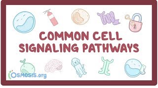 Common cell signaling pathway [upl. by Wakerly]