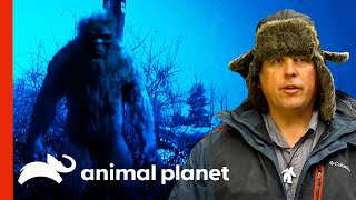 Bigfoot Expert Talks About Several Sasquatch Sightings  Finding Bigfoot [upl. by Hasen]