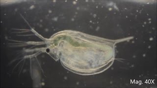 Daphnia magna under the Microscope [upl. by Nosemyaj695]