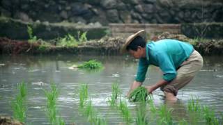 China Growing rice raising fish for food and livelihood security [upl. by Alegnasor45]