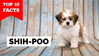 Shih Poo  Top 10 Facts [upl. by Eynenihc70]