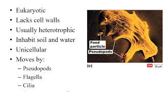 Lab 123 Protozoans Video Part 1 [upl. by Ymaj485]