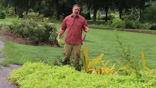 Sweetpotato vine Ipomoea batatas  Plant Identification [upl. by Cheri905]