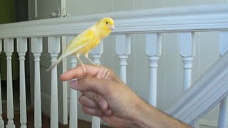 Canary singing on my hand [upl. by Montagu]