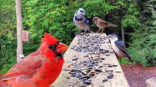 Simple Platform Bird Feeder Works Wonders [upl. by Eda]