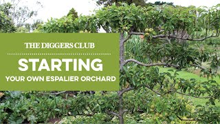 Starting Your Own Espalier orchard [upl. by Randall]