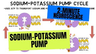 2Minute Neuroscience SodiumPotassium Pump [upl. by Brynn61]