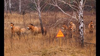 26 Chernobyl — How It Happened [upl. by Danika]