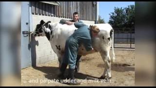 General clinical exam cattle [upl. by Strohl]