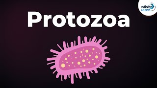 Introduction to Protozoa  Microorganisms  Biology  Dont Memorise [upl. by Dunseath]