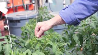 Growing Tomatoes Hydroponically [upl. by Eiboj]