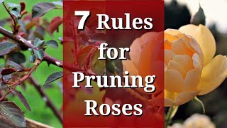 7 Rules for Pruning Roses [upl. by Belter]