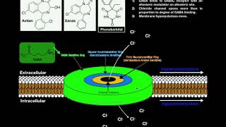 The Mechanism of Benzodiazepines  The GABA Receptor and Allosteric Modulation [upl. by Garlen602]