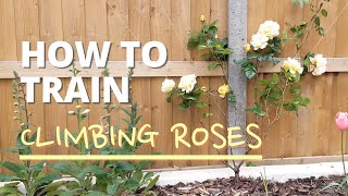 How to Train Climbing Roses  Quick amp Easy Tutorial [upl. by Paloma43]