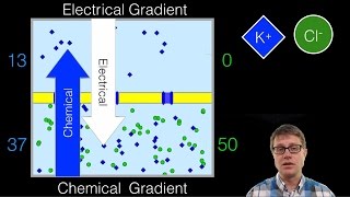 Electrochemical Gradient [upl. by Sugar525]