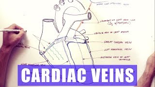 Cardiac Veins  Anatomy tutorial [upl. by Mila391]