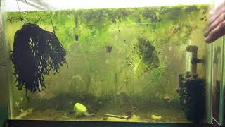 Scuds Daphnia Cherry Shrimp Copepods My aquatic food culture [upl. by Scottie]