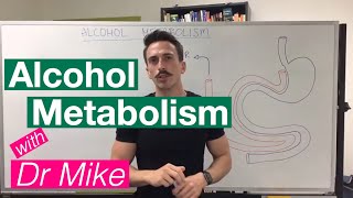 Alcohol Metabolism [upl. by Brezin]