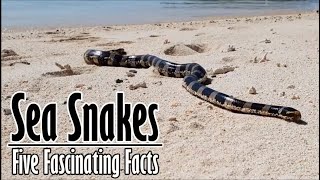 Five Facts about Sea Snakes [upl. by Lamrert]