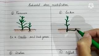 SubAerial Stem Modification  Runner Sucker Stolon Offset  BIOLOGY Bubble [upl. by Culliton423]