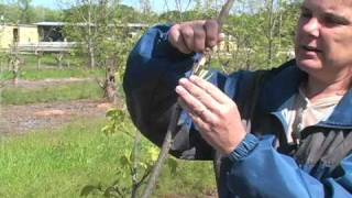 Pecan Grafting Demonstration [upl. by Weismann]