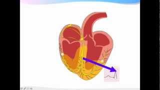 ECGpedia ECG introductiecursus de basics [upl. by Llertnod]