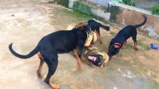 Caucasian shepherd vs Doberman Rottweiler and German shepherd [upl. by Hermes]