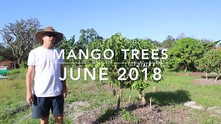 Yard Tour of our Mango Trees June 2018  Which Mangos Grow Well in Sarasota Florida [upl. by Atinrahs743]