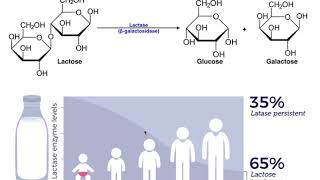 Identifying Milk with Lactase and Glucose Strips [upl. by Alliber]