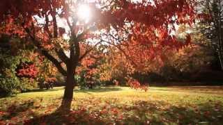 Visiting Windsor Great Park in Autumn [upl. by Zucker292]