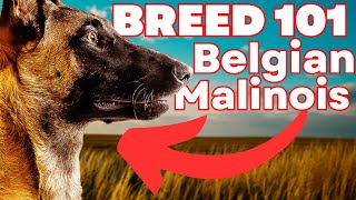 BELGIAN MALINOIS 101 Everything You Need To Know About the Belgian Malinois [upl. by Aniraz301]