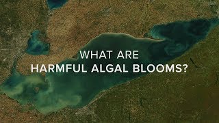 What Are Harmful Algal Blooms [upl. by Ama270]