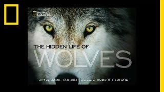 The Hidden Life of Wolves  National Geographic [upl. by Mikkel]