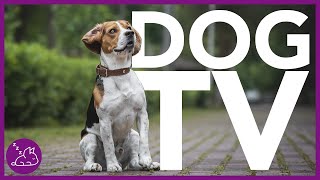 DOG TV  Deeply Entertaining Video For Dogs To Watch NEW [upl. by Nivrac]