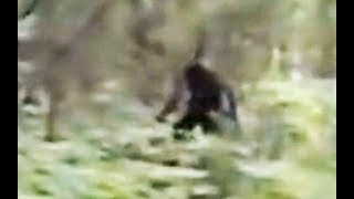 quotImpressive Bigfoot Footagequot Hiker films Bigfoot by NVTV  breakdown [upl. by Bianka]